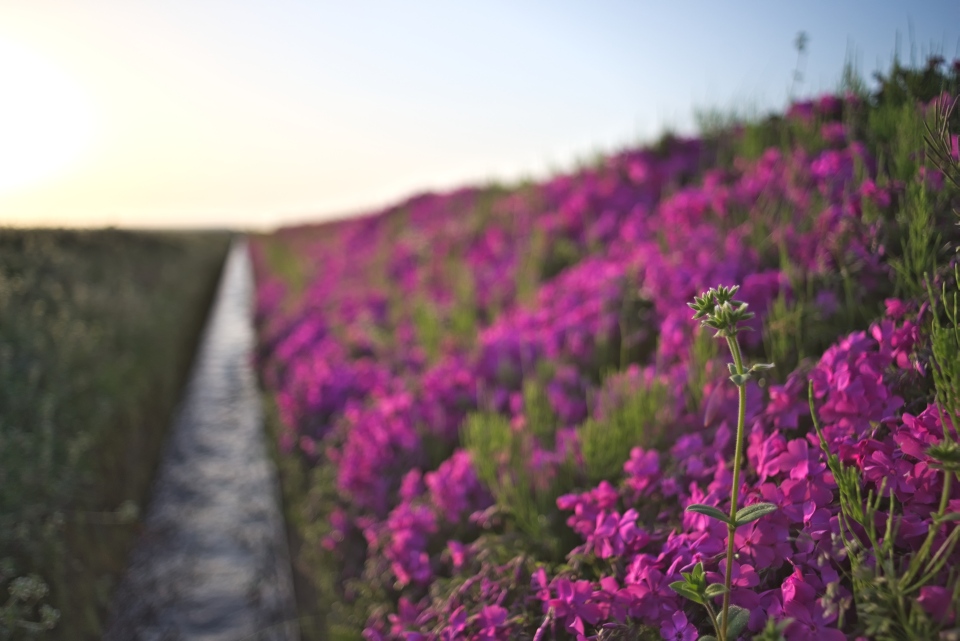 MD Rokkor 28mm F2.8による芝桜の写真